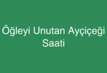 Öğleyi Unutan Ayçiçeği Saati