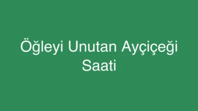 Öğleyi Unutan Ayçiçeği Saati