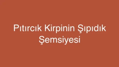 Pıtırcık Kirpinin Şıpıdık Şemsiyesi