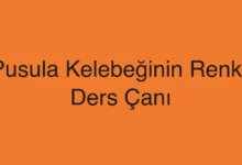 Pusula Kelebeğinin Renkli Ders Çanı
