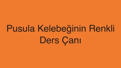 Pusula Kelebeğinin Renkli Ders Çanı
