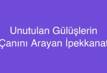 Unutulan Gülüşlerin Çanını Arayan İpekkanat