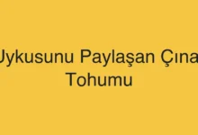 Uykusunu Paylaşan Çınar Tohumu