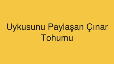 Uykusunu Paylaşan Çınar Tohumu