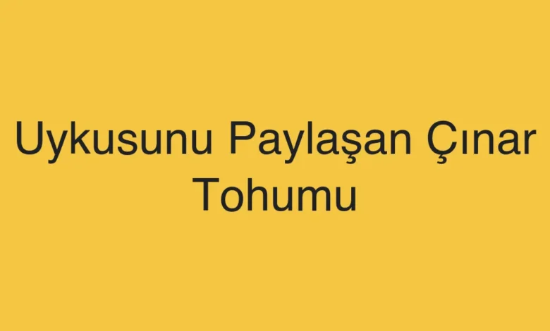 Uykusunu Paylaşan Çınar Tohumu