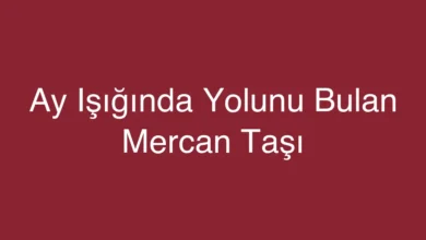 Ay Işığında Yolunu Bulan Mercan Taşı