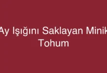 Ay Işığını Saklayan Minik Tohum