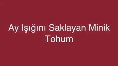 Ay Işığını Saklayan Minik Tohum