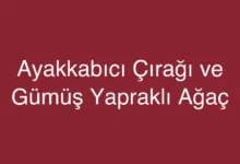 Ayakkabıcı Çırağı ve Gümüş Yapraklı Ağaç