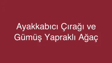 Ayakkabıcı Çırağı ve Gümüş Yapraklı Ağaç