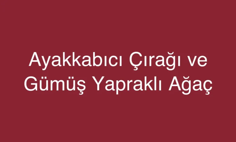 Ayakkabıcı Çırağı ve Gümüş Yapraklı Ağaç