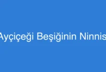 Ayçiçeği Beşiğinin Ninnisi