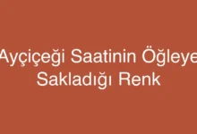 Ayçiçeği Saatinin Öğleye Sakladığı Renk