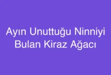 Ayın Unuttuğu Ninniyi Bulan Kiraz Ağacı