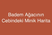 Badem Ağacının Cebindeki Minik Harita