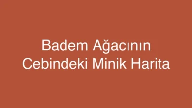 Badem Ağacının Cebindeki Minik Harita