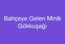 Bahçeye Gelen Minik Gökkuşağı