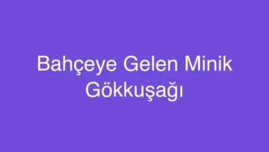 Bahçeye Gelen Minik Gökkuşağı