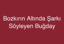 Bozkırın Altında Şarkı Söyleyen Buğday