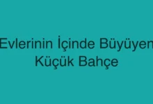 Evlerinin İçinde Büyüyen Küçük Bahçe