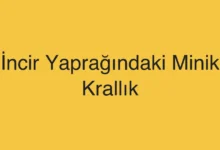 İncir Yaprağındaki Minik Krallık