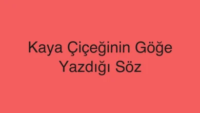 Kaya Çiçeğinin Göğe Yazdığı Söz