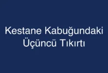 Kestane Kabuğundaki Üçüncü Tıkırtı