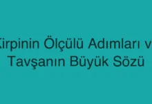 Kirpinin Ölçülü Adımları ve Tavşanın Büyük Sözü