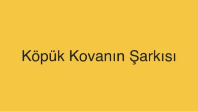 Köpük Kovanın Şarkısı