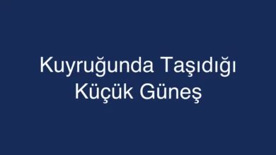 Kuyruğunda Taşıdığı Küçük Güneş