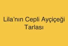 Lila’nın Cepli Ayçiçeği Tarlası