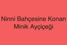 Ninni Bahçesine Konan Minik Ayçiçeği