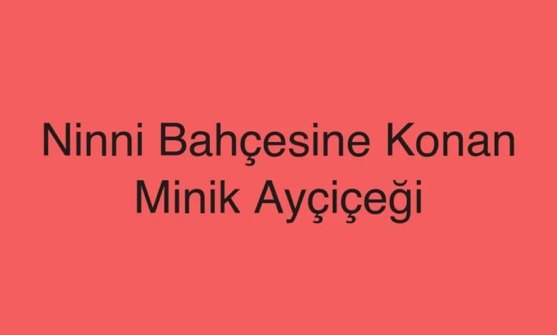 Ninni Bahçesine Konan Minik Ayçiçeği