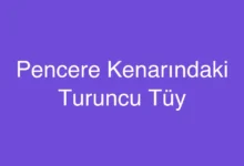 Pencere Kenarındaki Turuncu Tüy