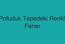 Pofuduk Tepedeki Renkli Fener