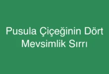 Pusula Çiçeğinin Dört Mevsimlik Sırrı