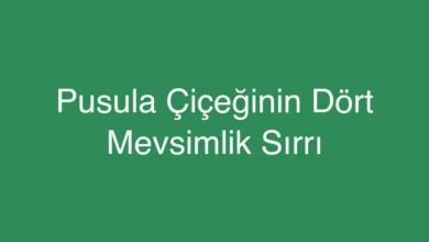 Pusula Çiçeğinin Dört Mevsimlik Sırrı