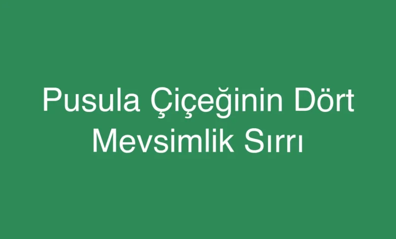 Pusula Çiçeğinin Dört Mevsimlik Sırrı