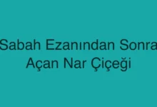 Sabah Ezanından Sonra Açan Nar Çiçeği