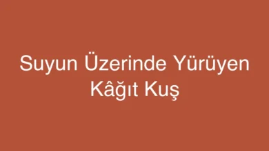 Suyun Üzerinde Yürüyen Kâğıt Kuş