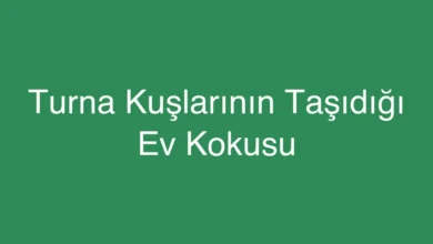 Turna Kuşlarının Taşıdığı Ev Kokusu