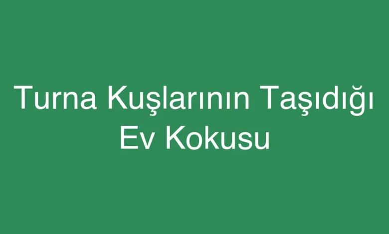 Turna Kuşlarının Taşıdığı Ev Kokusu