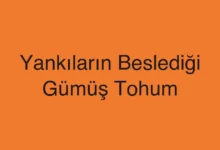 Yankıların Beslediği Gümüş Tohum