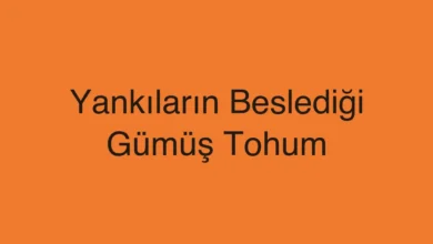 Yankıların Beslediği Gümüş Tohum