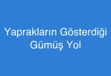 Yaprakların Gösterdiği Gümüş Yol