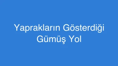 Yaprakların Gösterdiği Gümüş Yol
